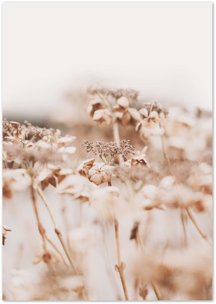 Posterux© | Golden Grass Nature Poster - Warm & Serene Wall Art