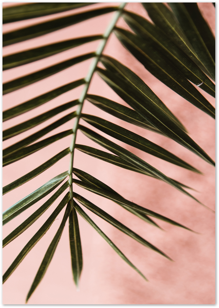 Posterux© | Soft Palm Against Pink – Warm Tropical Photography Poster