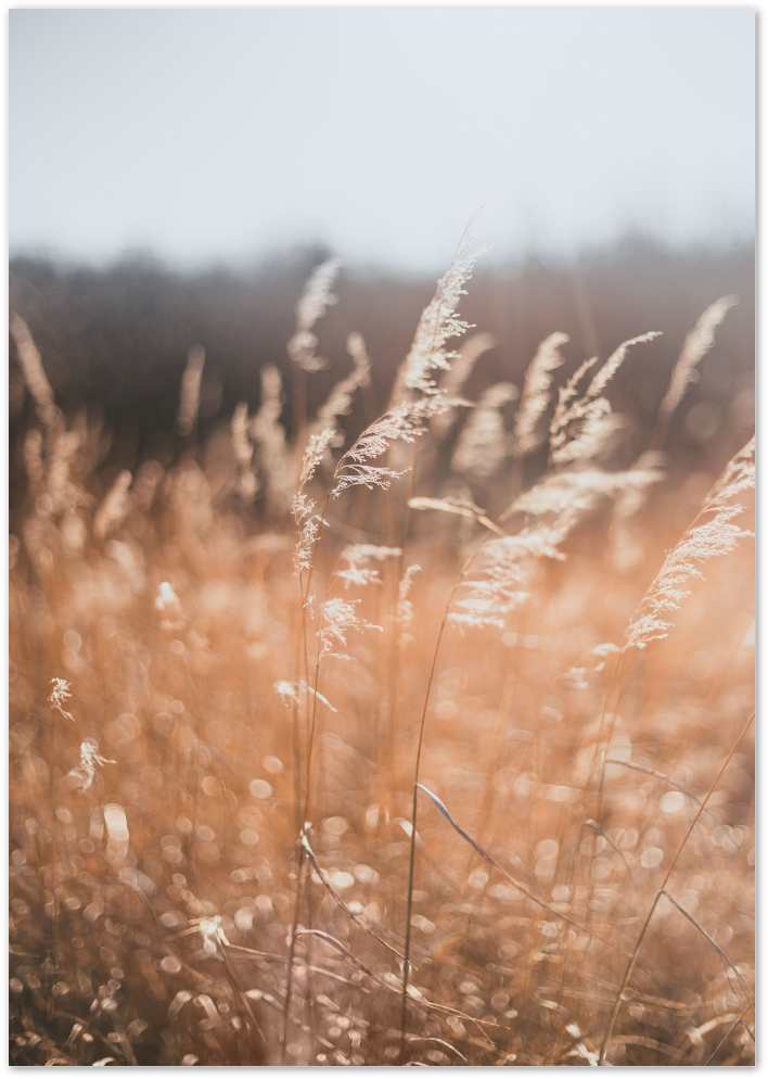 Posterux© | Golden Fields – Warm Wheat Grass Poster