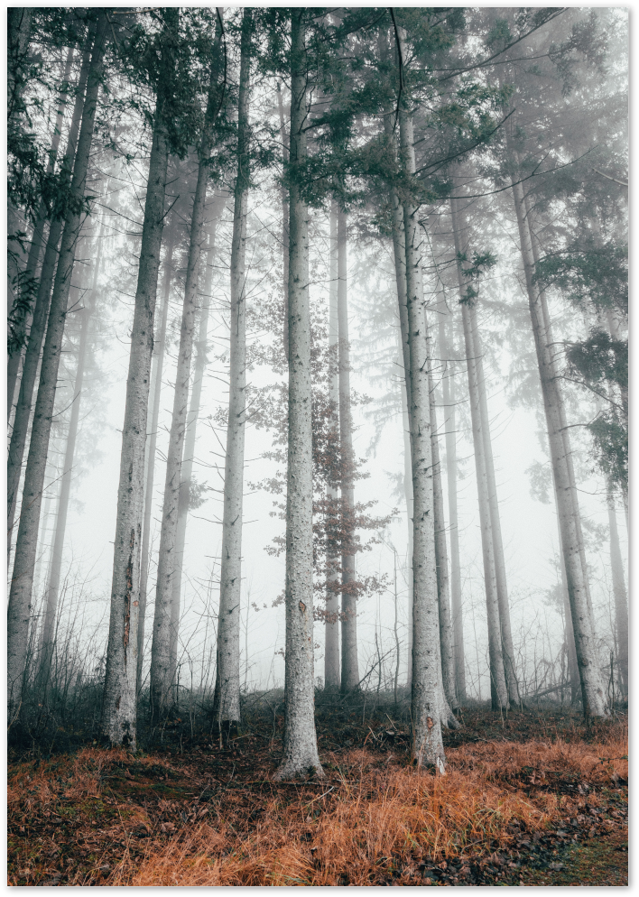 Posterux© | Enchanted Forest – Misty Trees Landscape Poster