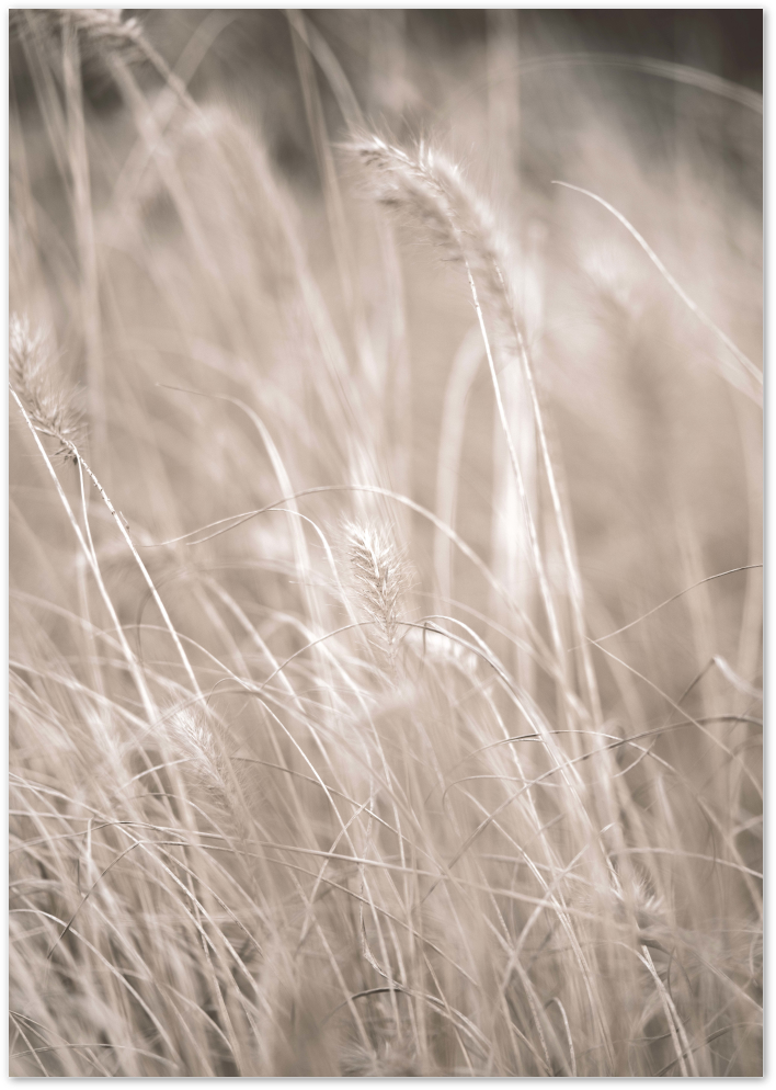 Posterux© | Golden Wheat Fields – Soft Botanical Photography