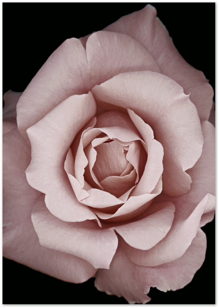Posterux© | Blush Rose – Soft Botanical Flower Poster