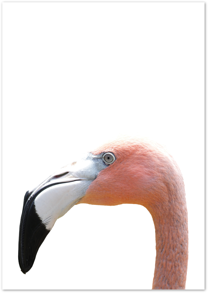 Posterux© | Flamingo Elegance – Minimalist Animal Art