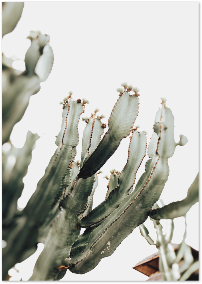 Posterux© | Cactus Elegance – Modern Succulent Poster