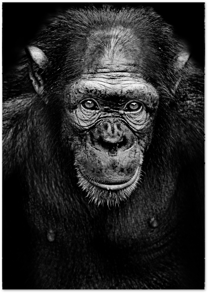 Posterux© | Intense Chimpanzee Portrait – Black &amp; White Animal Photography Poster