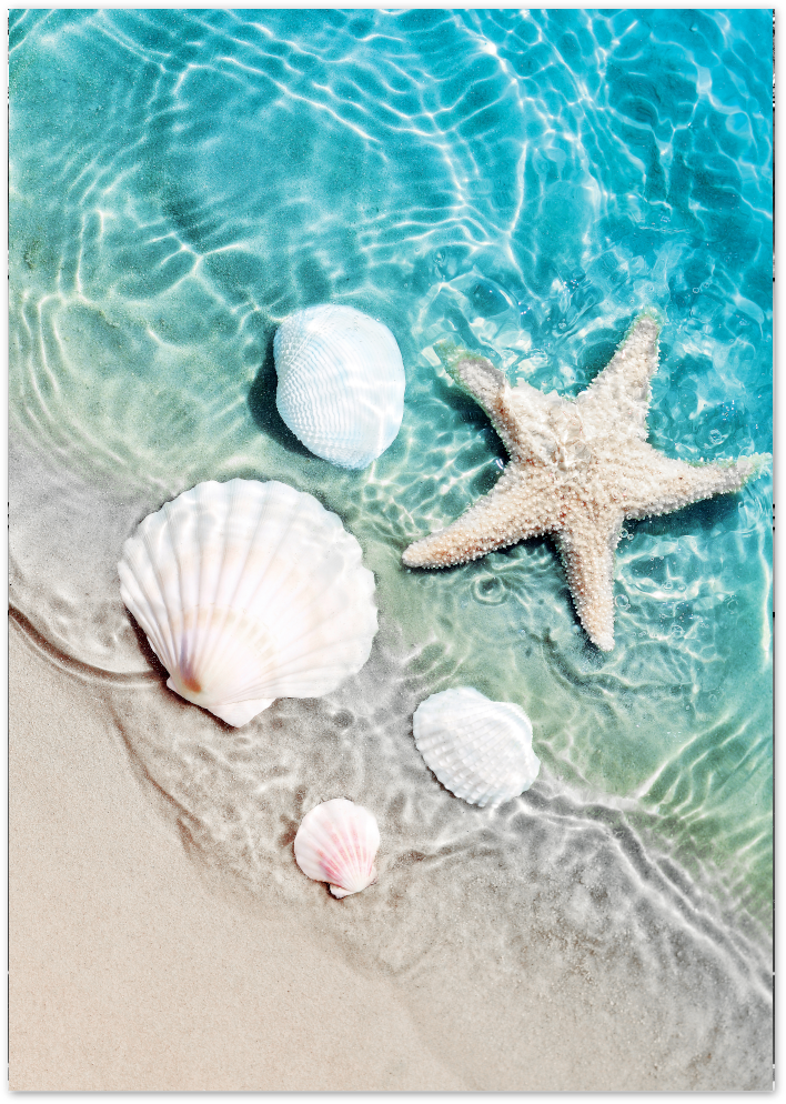 Posterux© | Seashell Reflections – Coastal Photography Poster