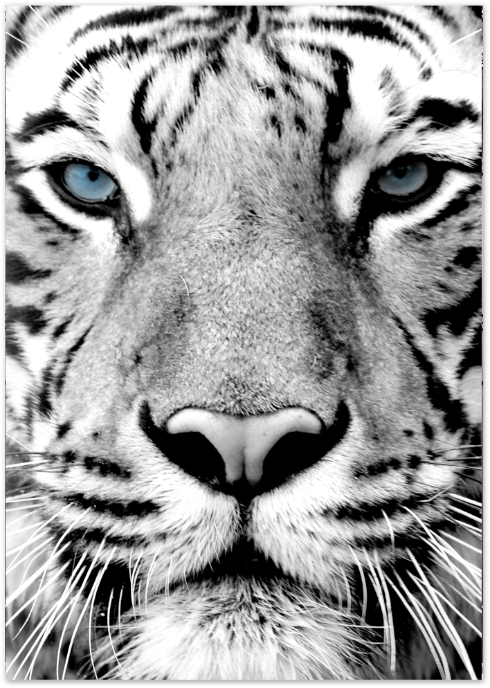 Posterux© | Blue-Eyed Tiger – Wildlife Photography Poster