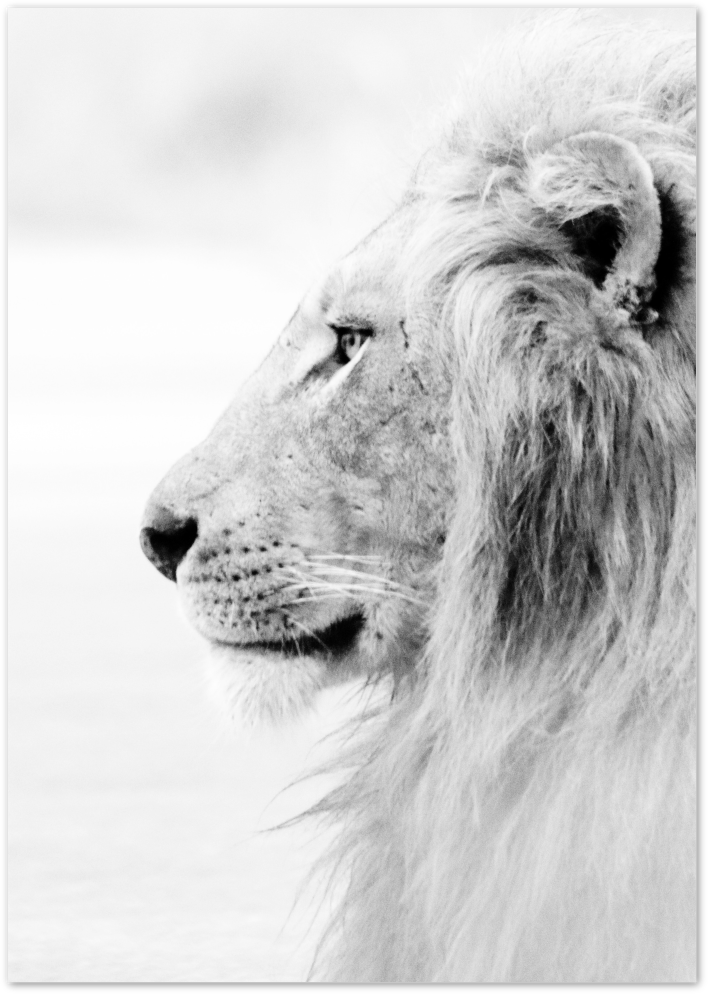 Posterux© | Lion’s Profile – Black & White Animal Poster