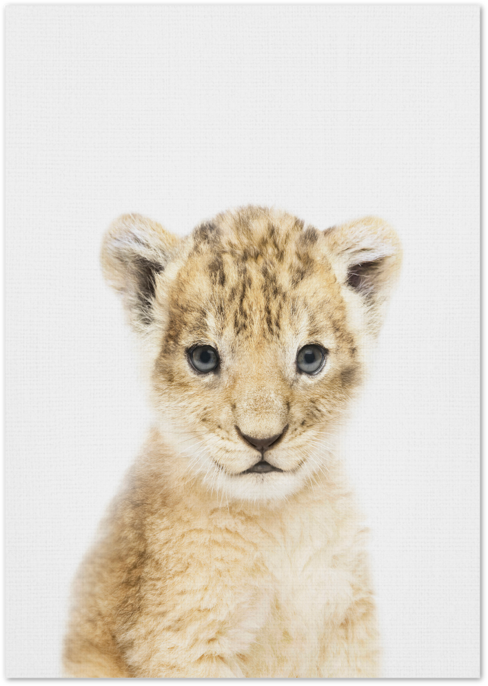 Posterux© | Baby Lion – Safari Animal Poster