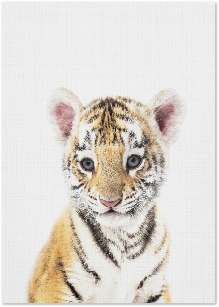 Posterux© | Baby Tiger – Bold Wildlife Poster