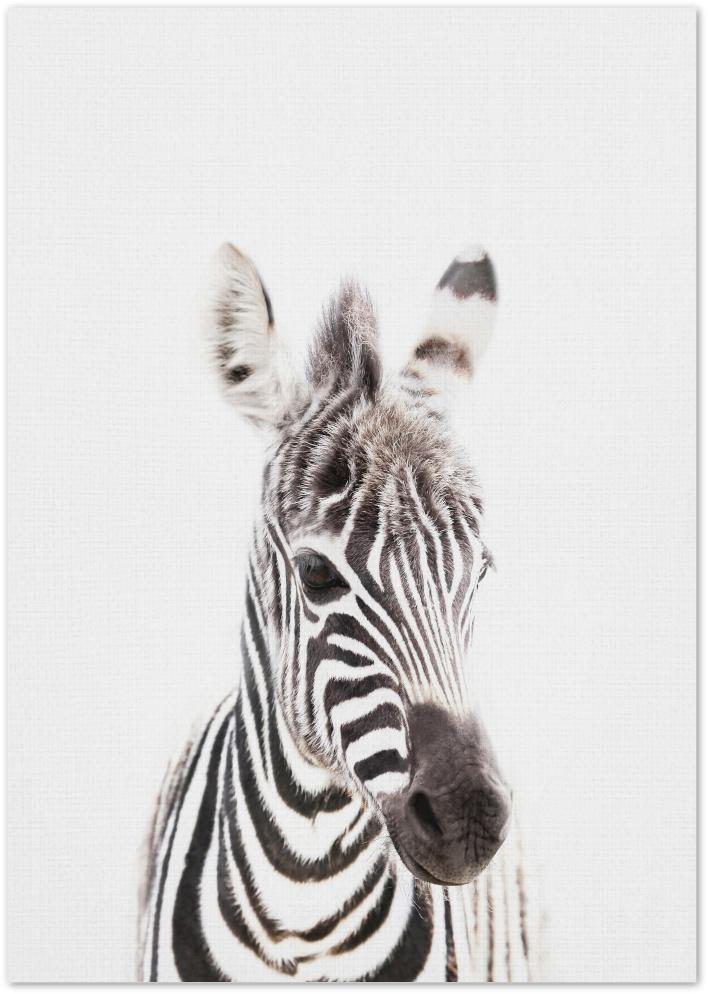 Posterux© | Baby Zebra – Minimalist Safari Poster