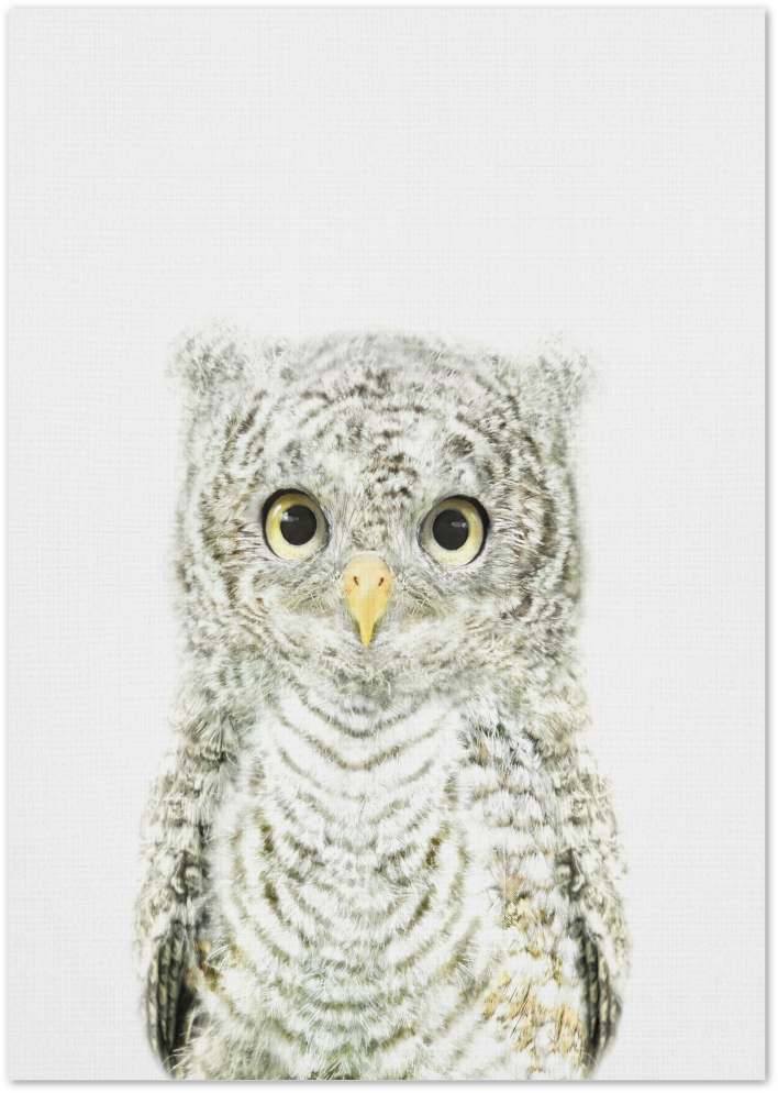 Posterux© | Baby Owl – Adorable Animal Poster