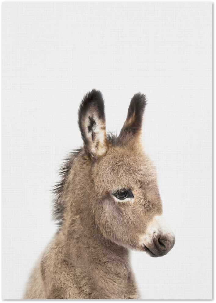 Posterux© | Adorable Donkey – Animal Photography Poster