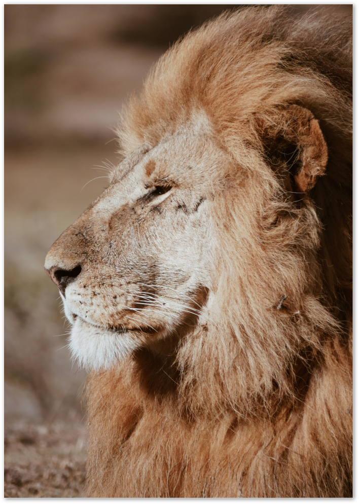 Posterux© | Majestic Lion – Wildlife Photography Poster