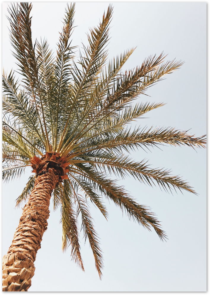Posterux© | Tropical Palm Tree – Nature Photography Poster