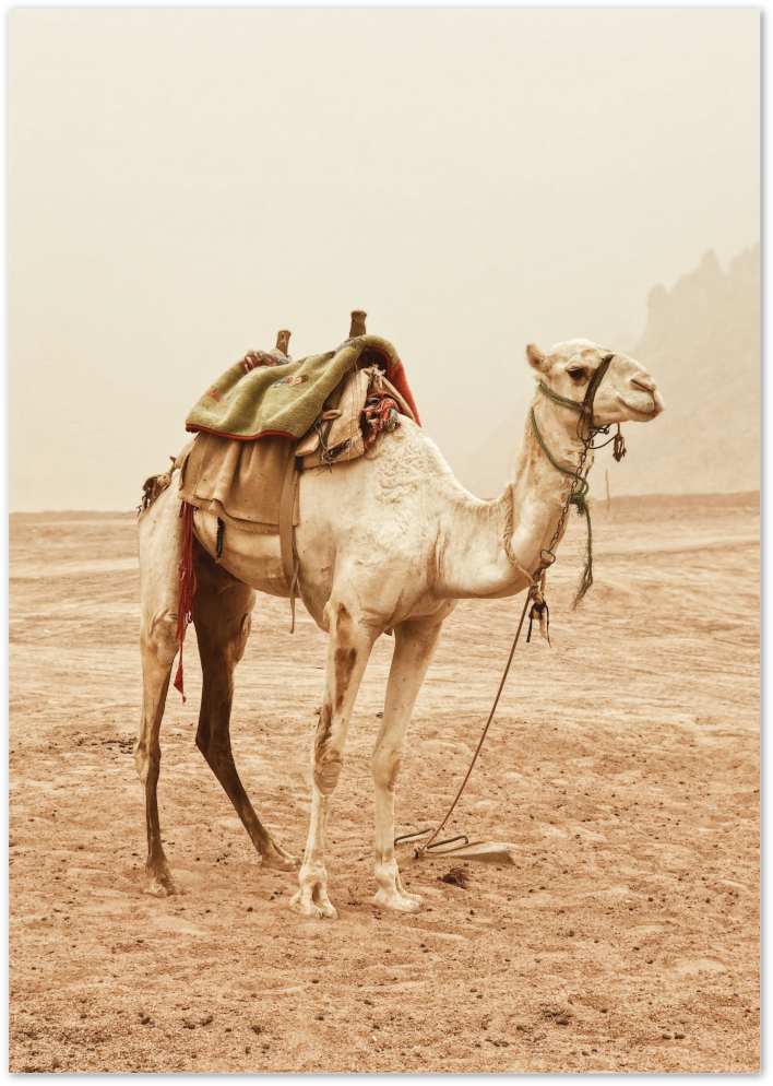 Posterux© | Desert Camel – Travel Photography Poster