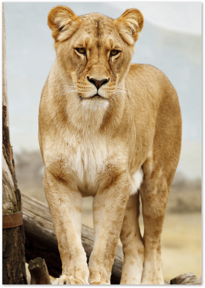 Posterux© | Majestic Lion Poster – Powerful Wildlife Photography