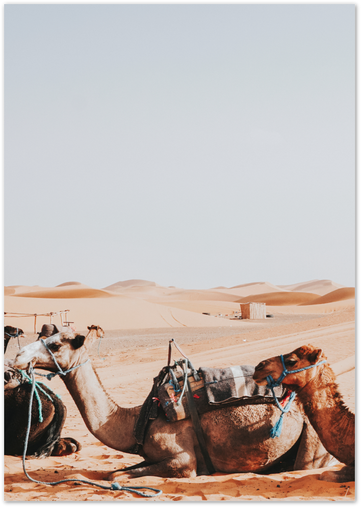 Posterux© | Desert Camel Poster – Mystical Travel Photography
