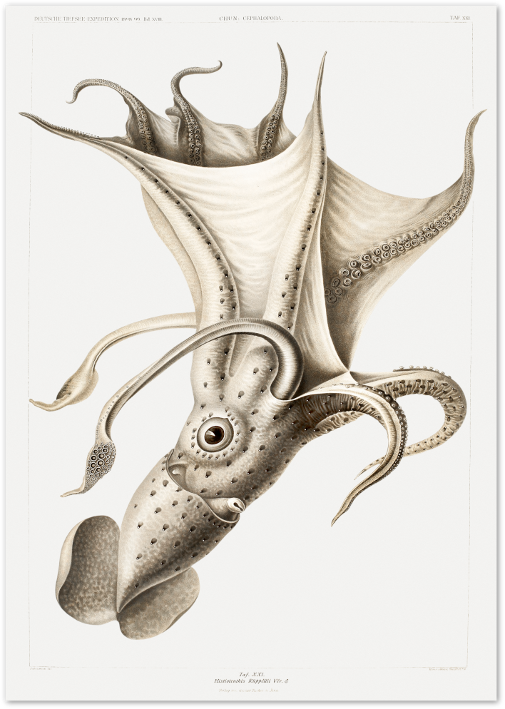 Posterux© | Vintage Squid Illustration – Scientific Ocean Art