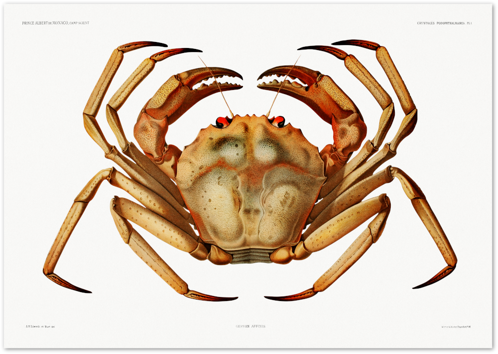 Posterux© | Vintage Crab Illustration – Classic Marine Life Print