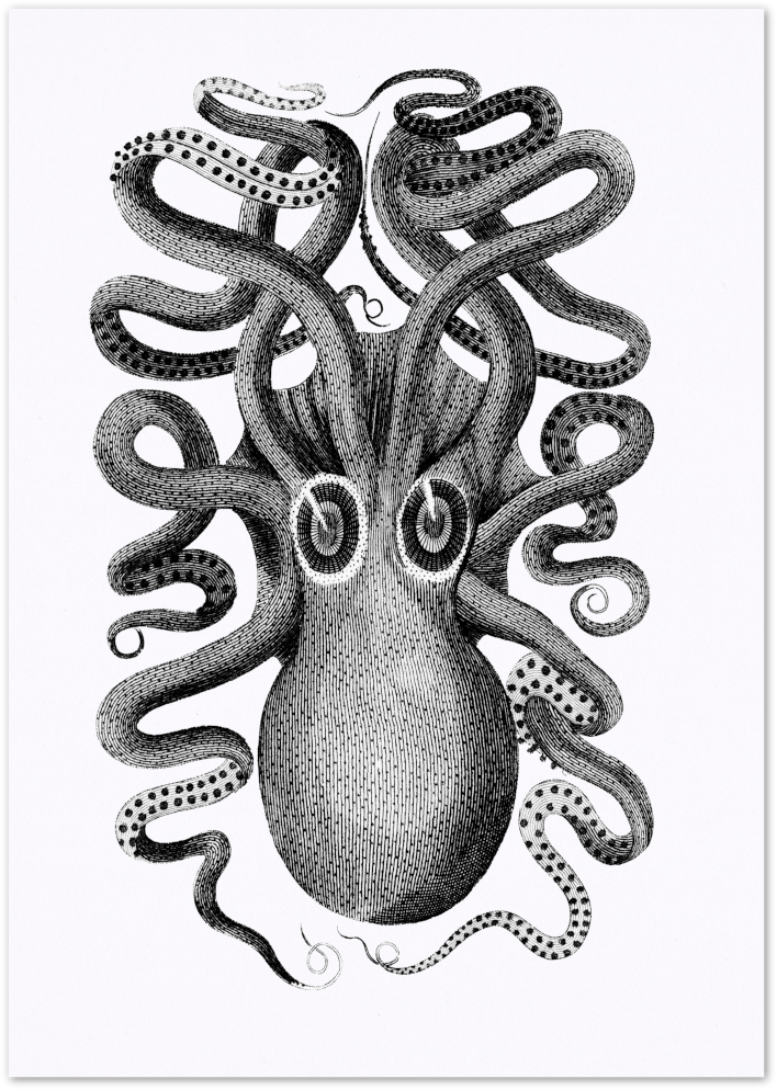 Posterux© | Octopus Vintage Scientific Poster – Intricate Marine Illustration