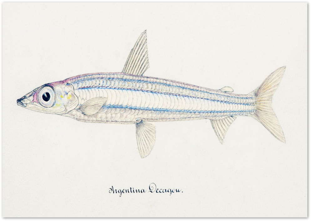 Posterux© | Vintage Fish Illustration – Timeless Scientific Artwork