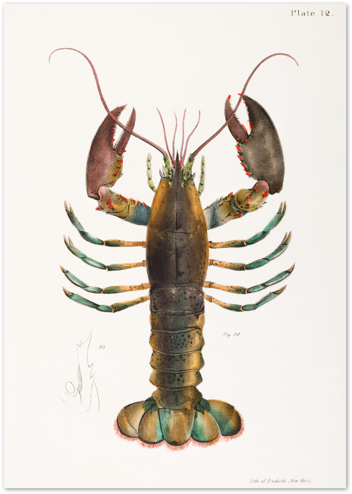 Posterux© | Vintage Lobster Illustration – Scientific Coastal Art