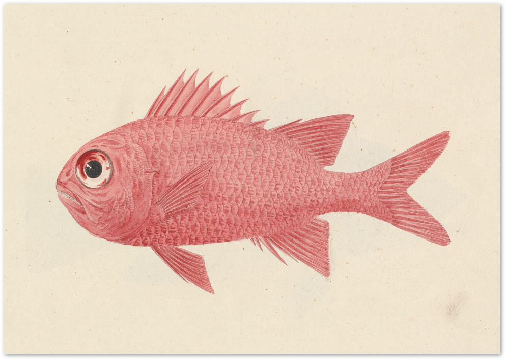 Posterux© | Vintage Pink Fish Poster – Scientific Illustration Art