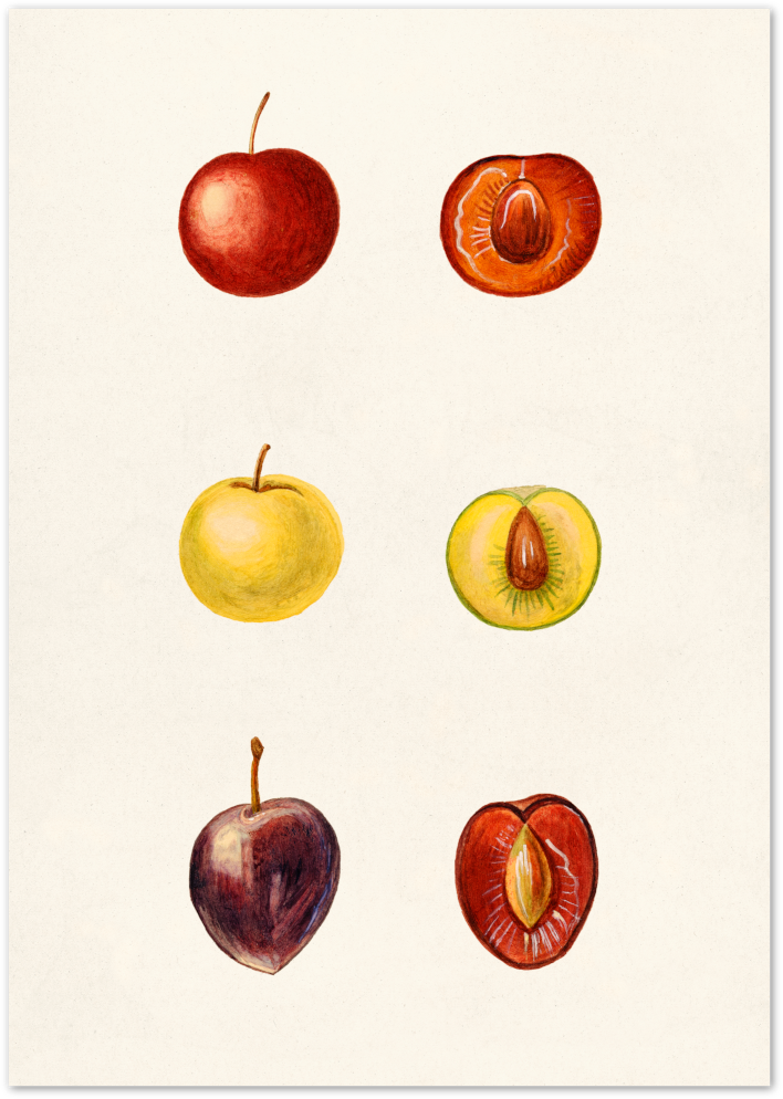 Posterux© | Botanical Plum Study Poster – Vintage Fruit Illustration Wall Art