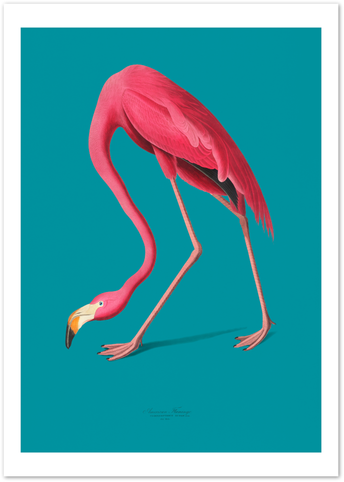 Posterux© | Vintage Flamingo Poster – Audubon Inspired Ornithology Art