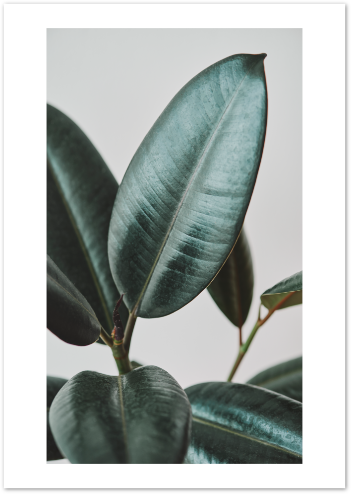 Posterux© | Rubber Plant Botanical Poster – Minimal Green Leaf Nature Print