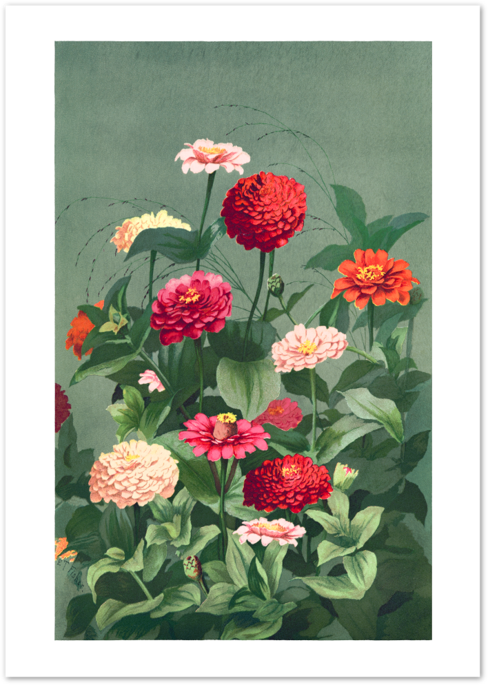 Posterux© | Zinnia Botanical Poster – Vintage Garden Flower Wall Art