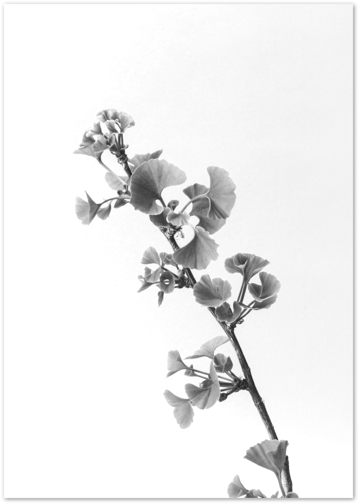 Posterux© | Ginkgo Elegance – Black & White Botanical Poster