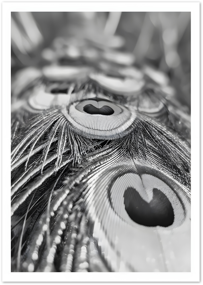 Posterux© | Peacock Detail Poster – Monochrome Feather Study