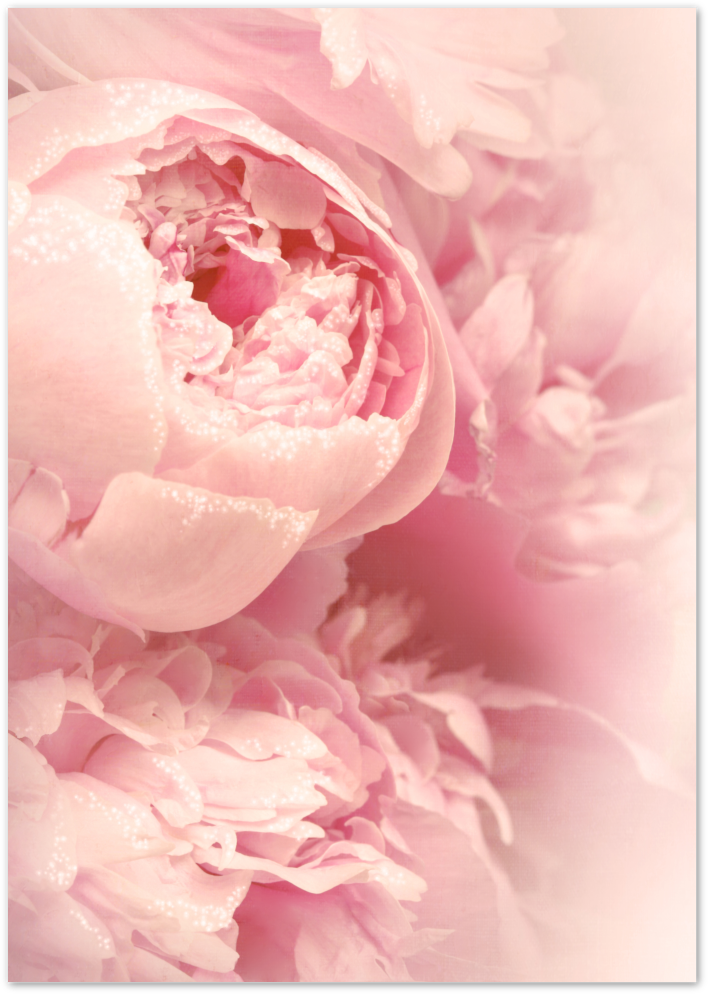 Posterux© | Blush Peonies – Romantic Floral Photography Poster