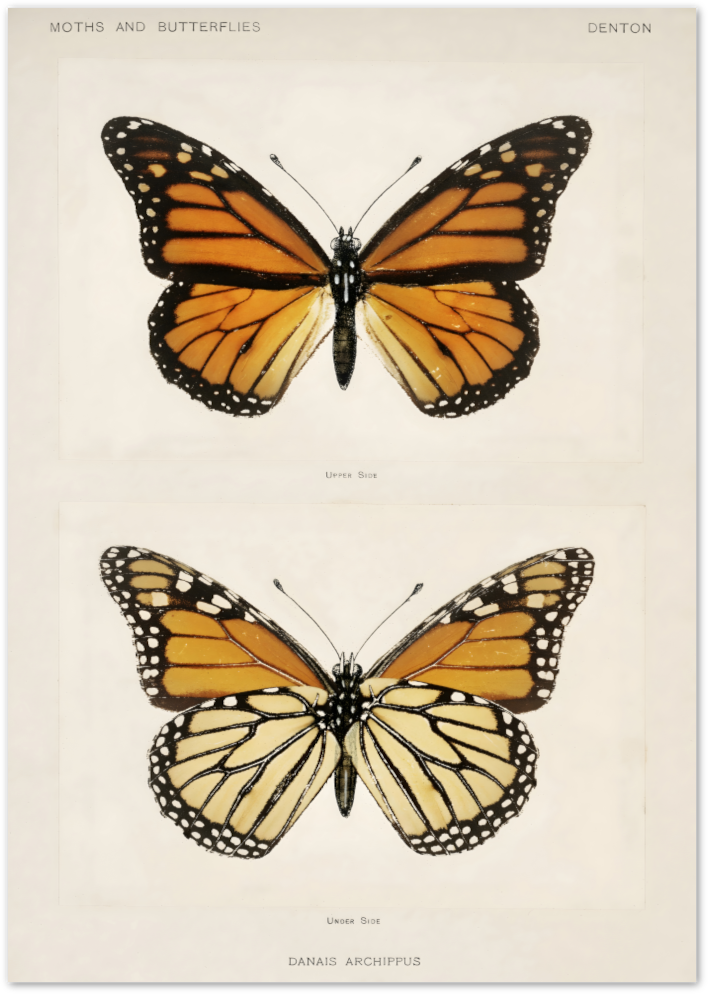 Posterux© | Monarch Butterfly Study Poster – Naturalist Elegance