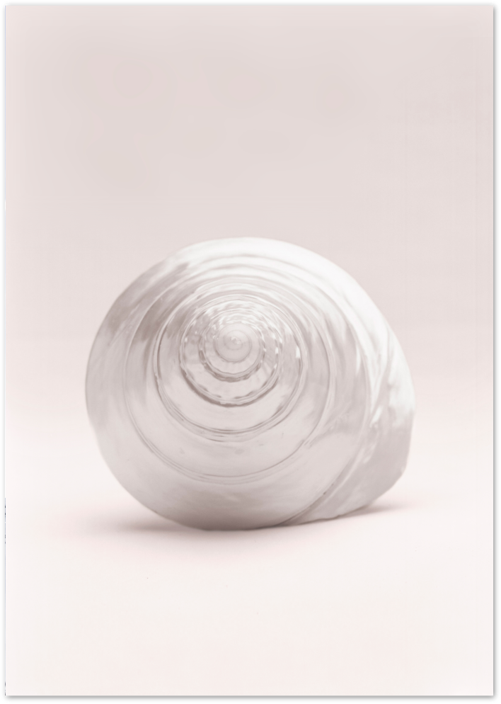 Posterux© | Shell Whisper – Soft Pink Nature Photography Poster