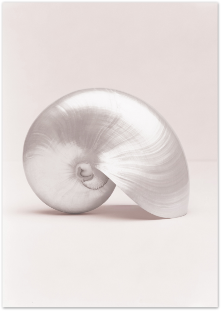 Posterux© | Blush Shell – Minimalist Shell Photography Poster