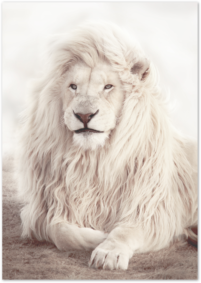 Posterux© | Majestic White Lion – Nature Photography Poster