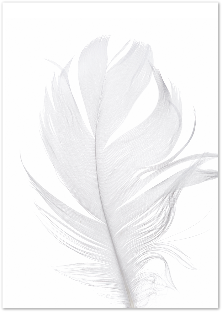 Posterux© | Soft Feather – Delicate Nature Photography Poster
