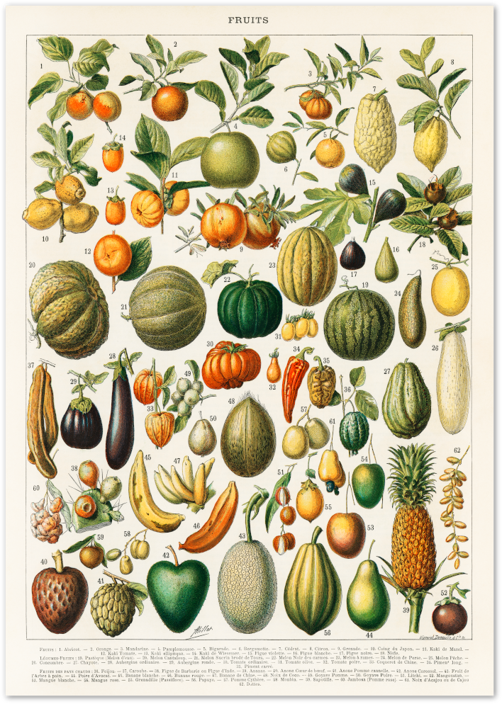 Posterux© | Vintage Fruit Chart Poster – Botanical Education Print